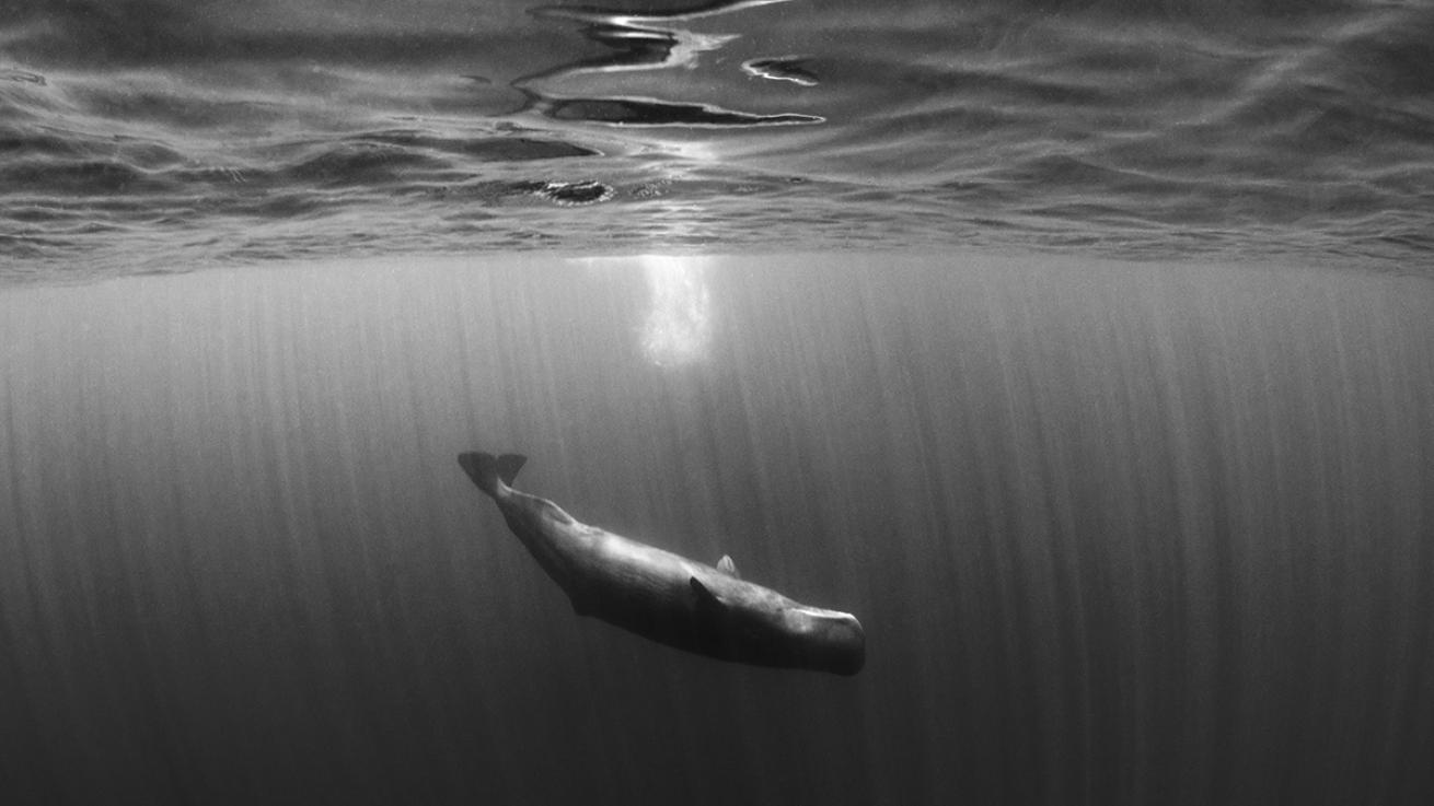 whale in sri lanka