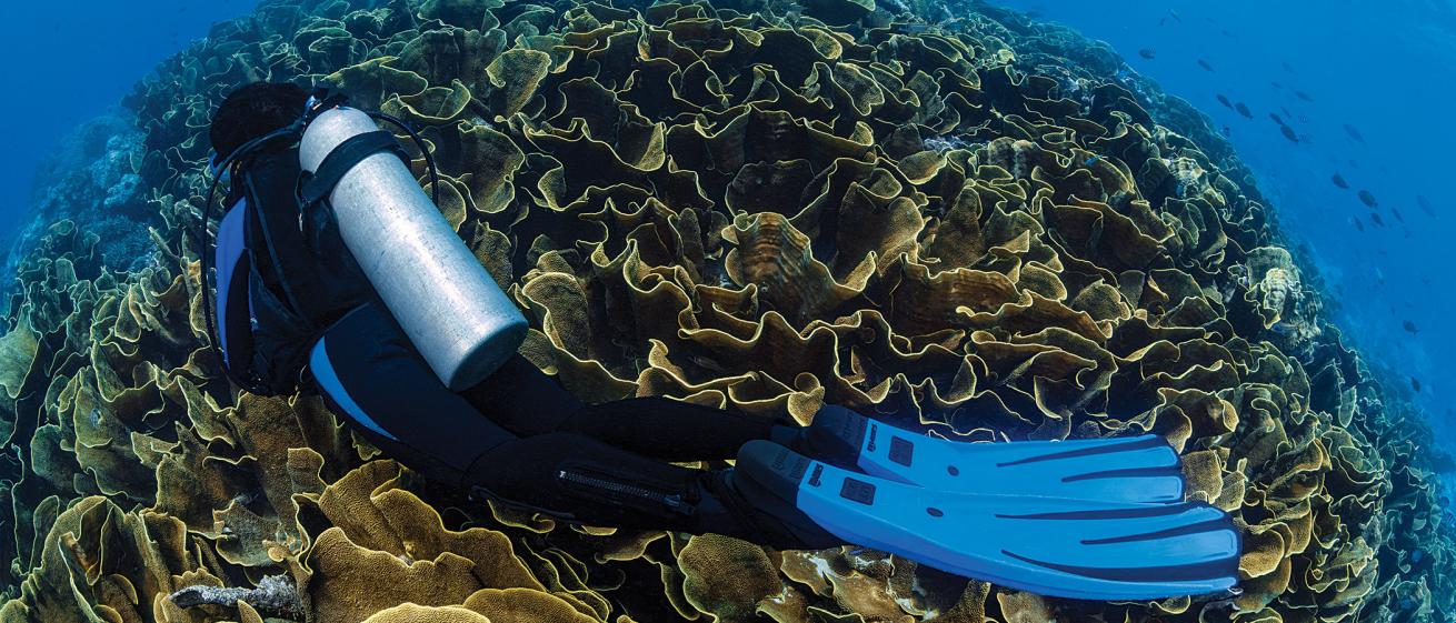 fiji liveaboard
