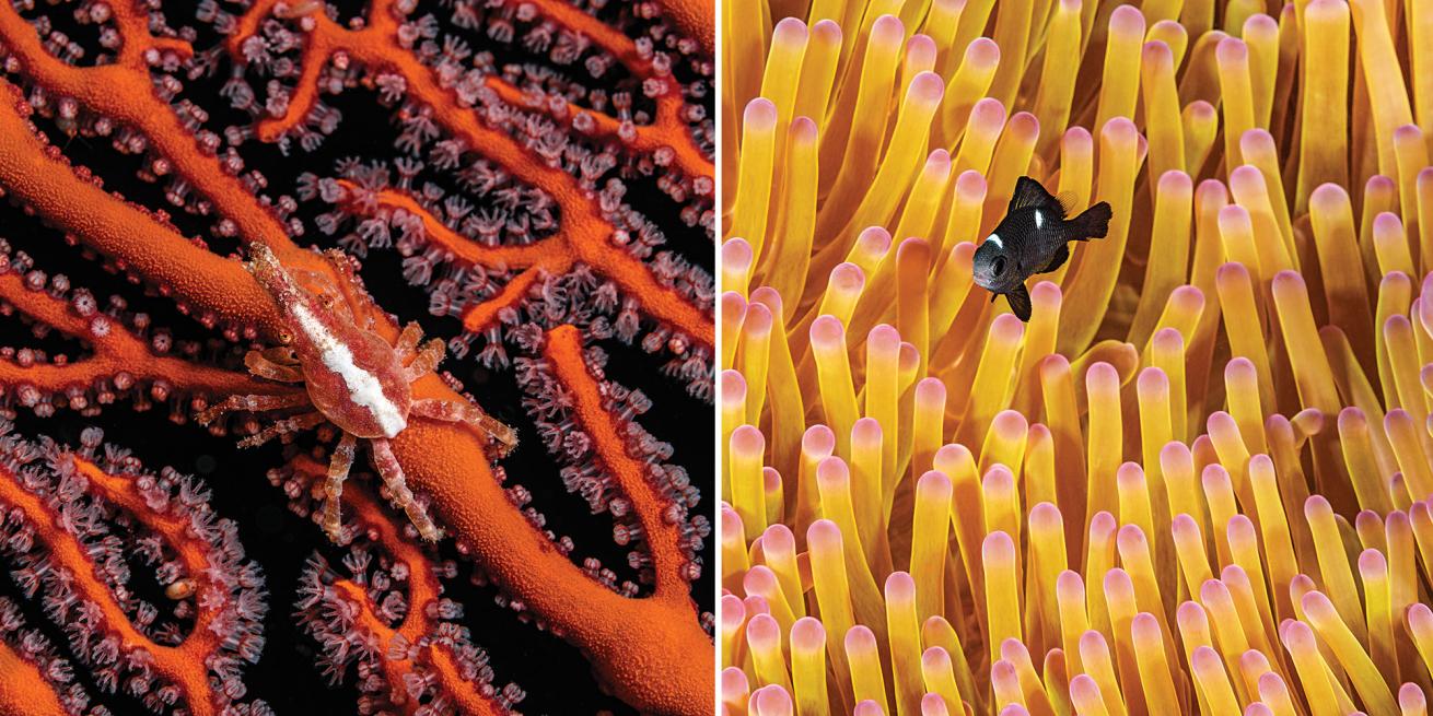 fiji scuba diving