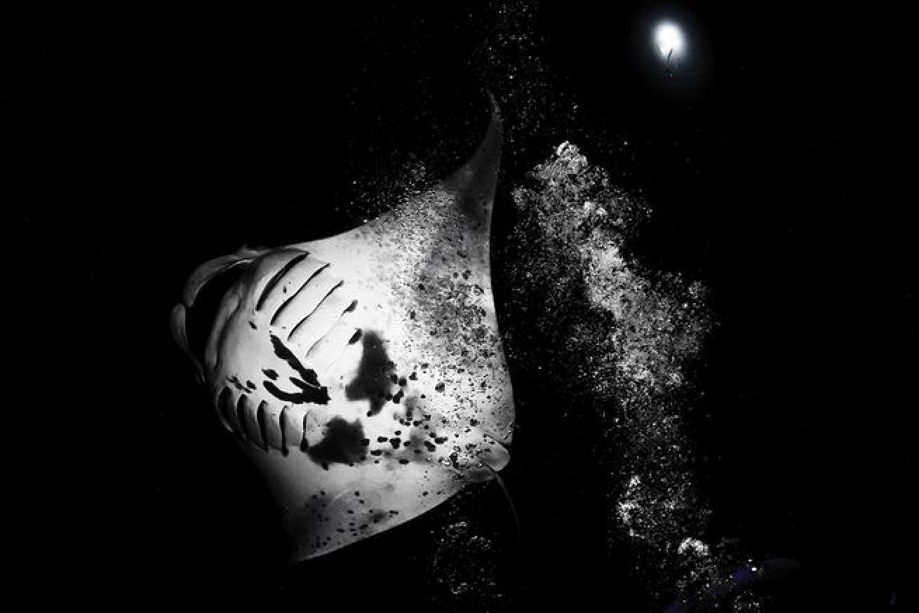 manta rays
