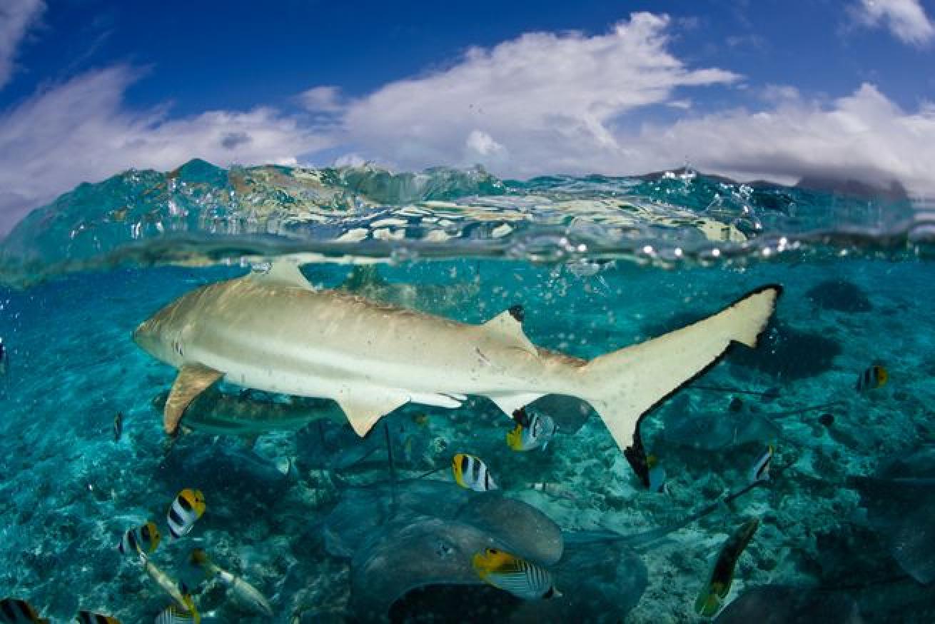 Sharks