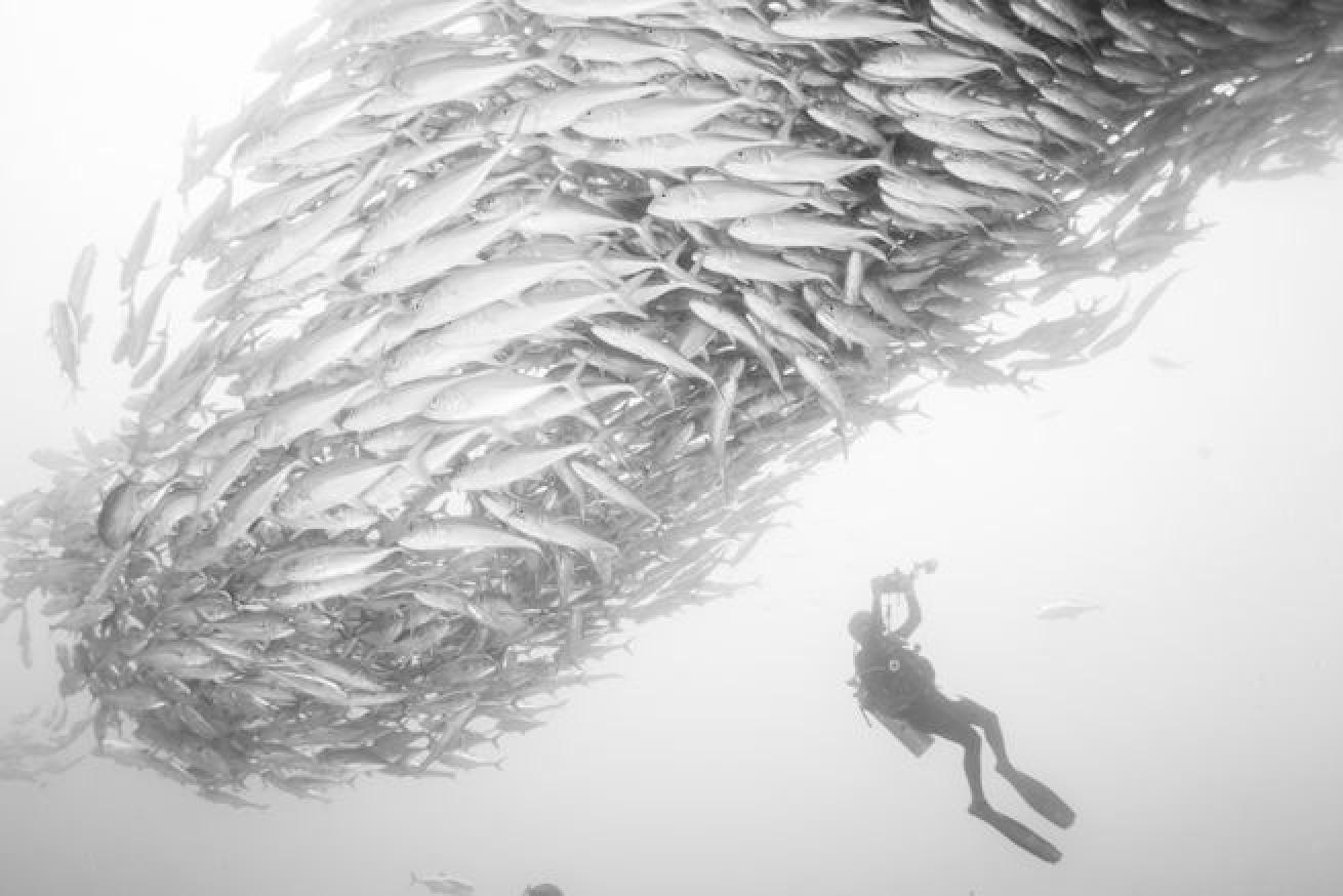 school of fish