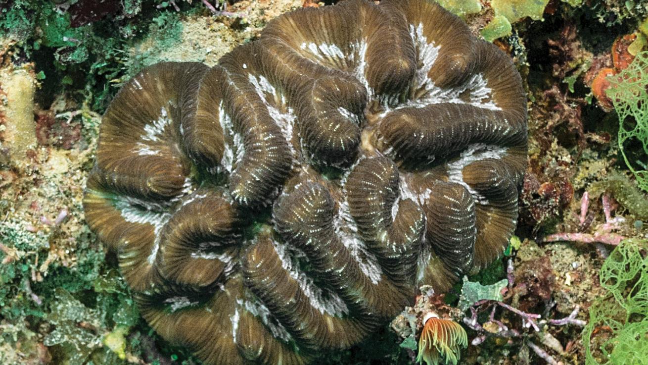 rose coral