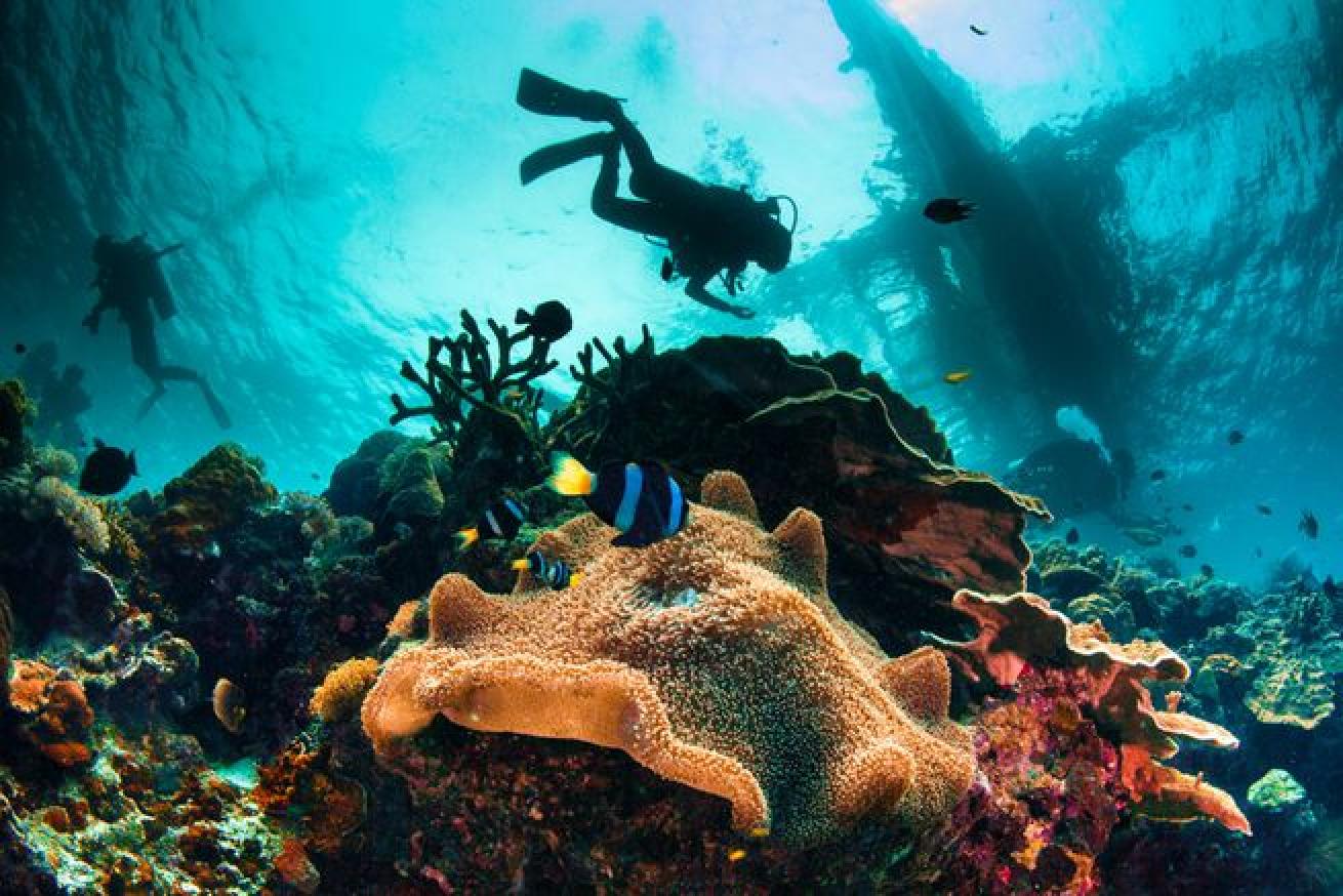 learn to dive