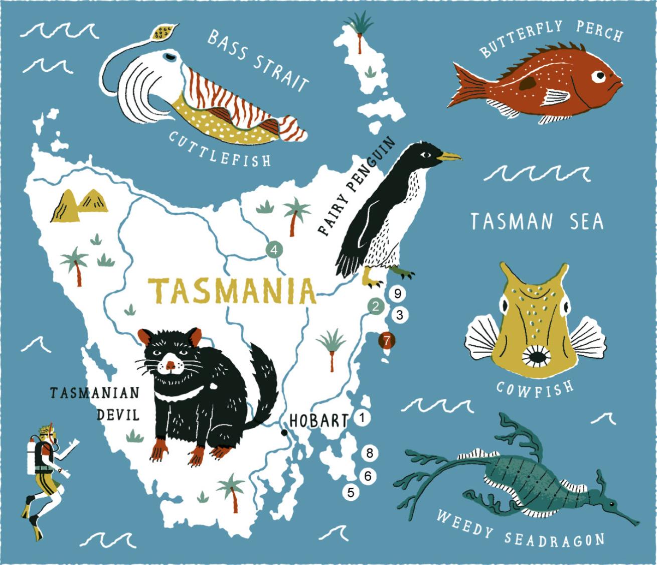 tasmania scuba diving
