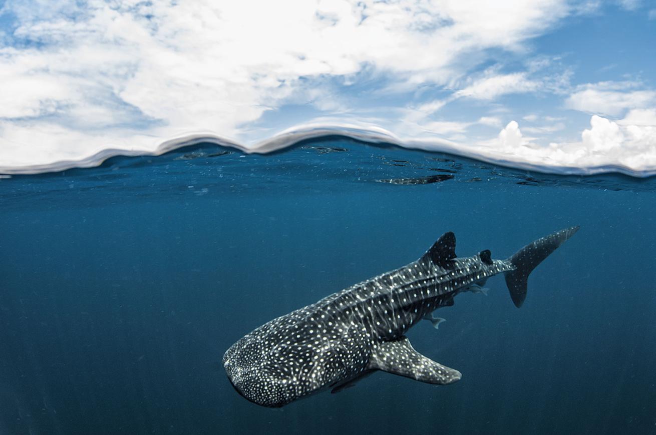 indonesia diving