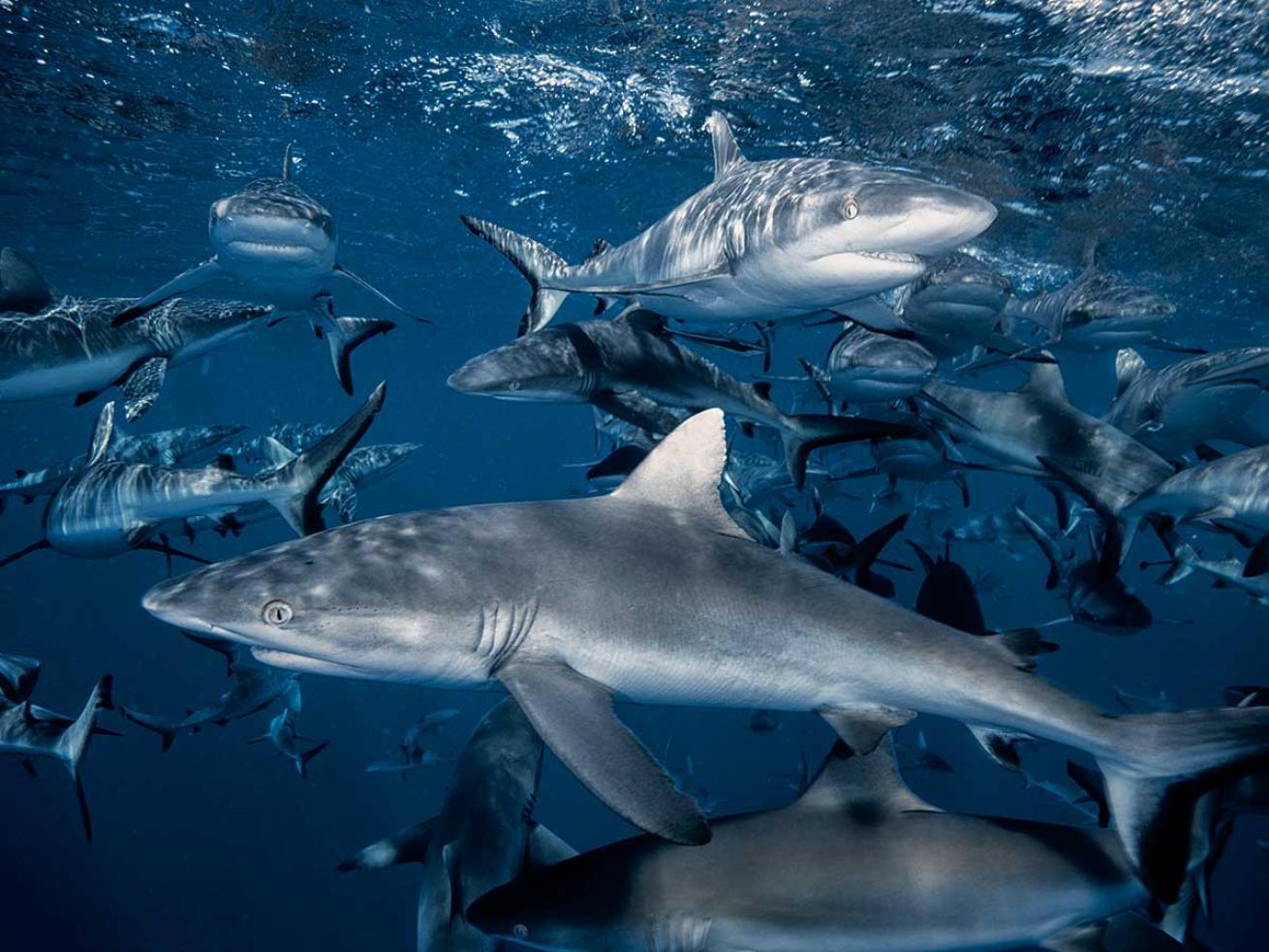 Gray reef sharks