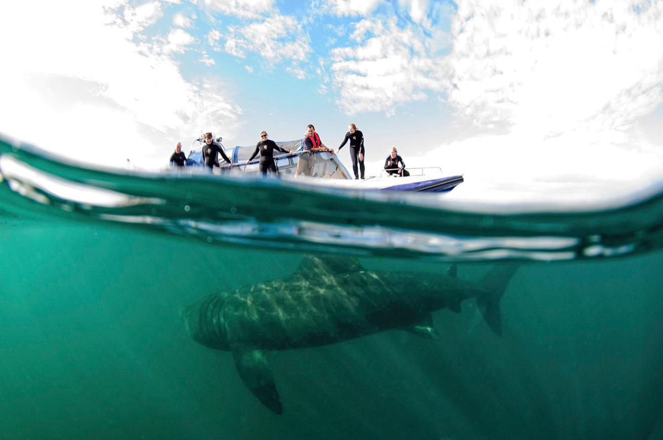 Drone and Basking Shark Migration