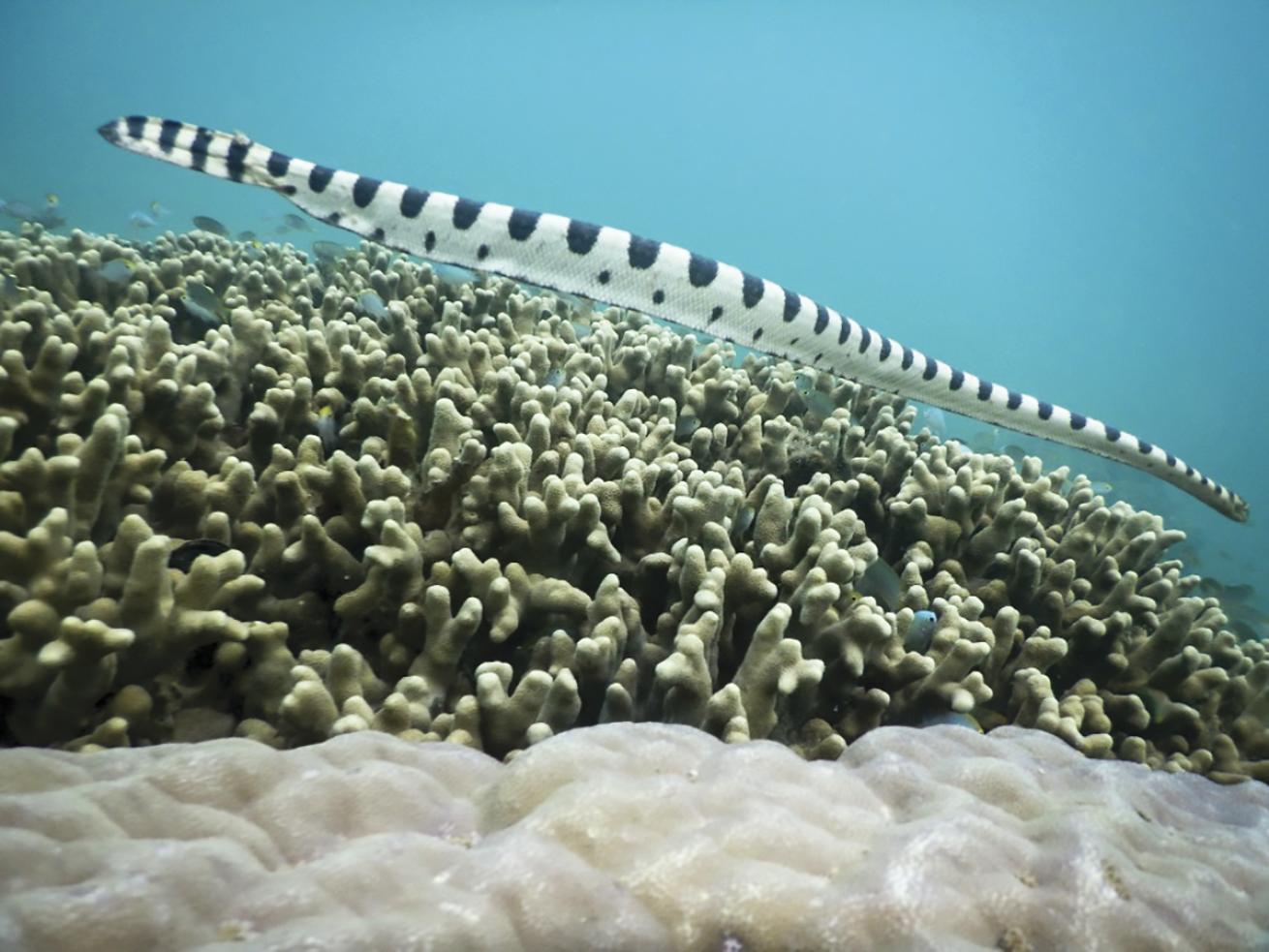 Sea snake