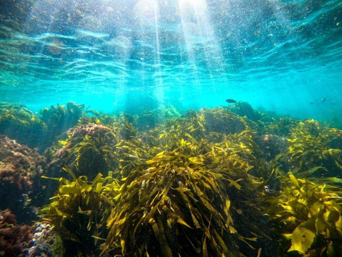 Light beams illuminate kelp off of Catalina Island