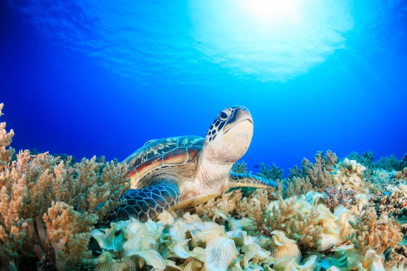 Sea Turtle in Gili Air