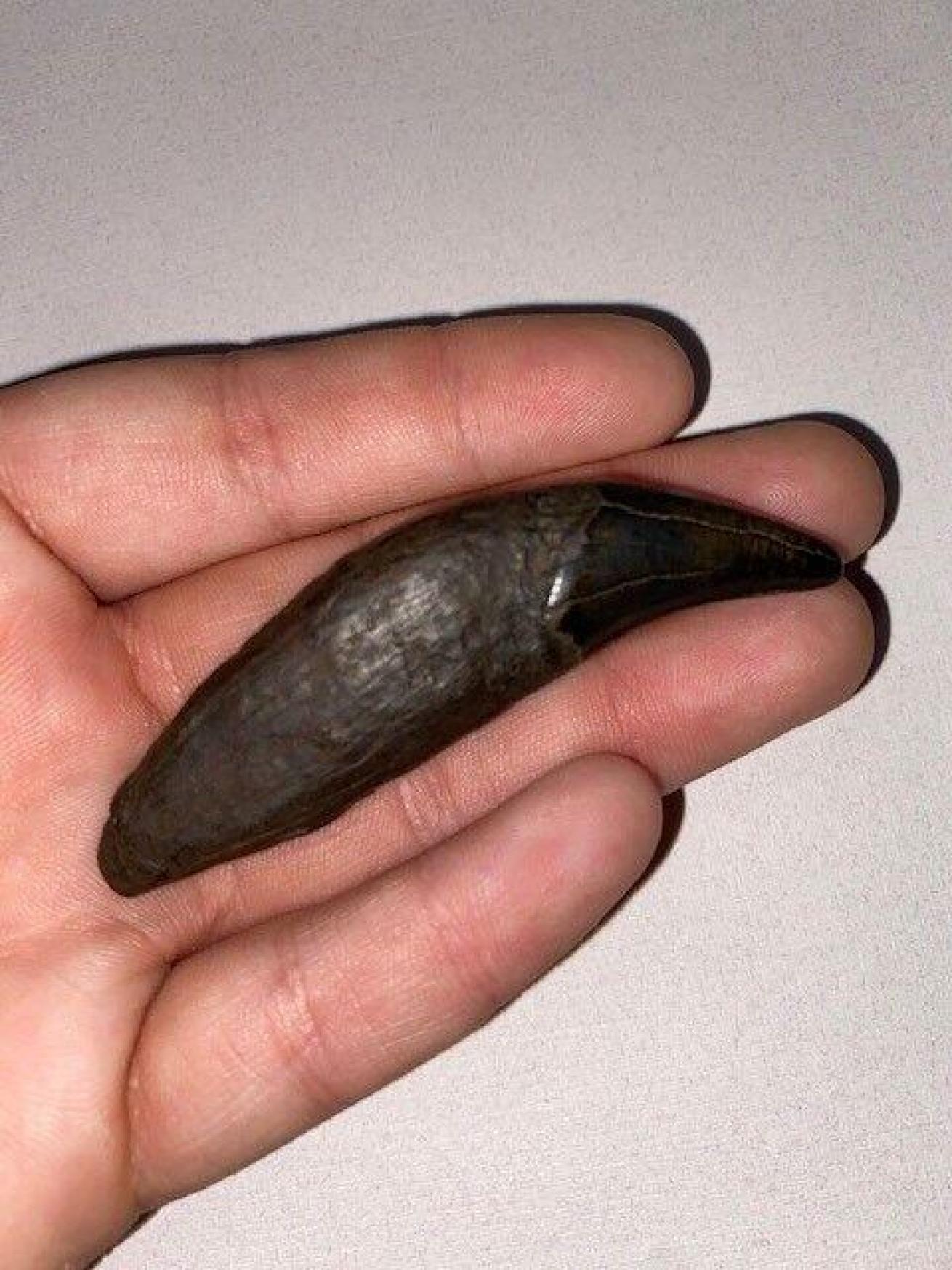 The tooth of a Giant Short-Faced Bear sits in a human hand; it is as long as the person's fingers.