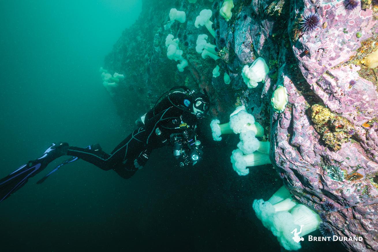 Diver near a cold water wall