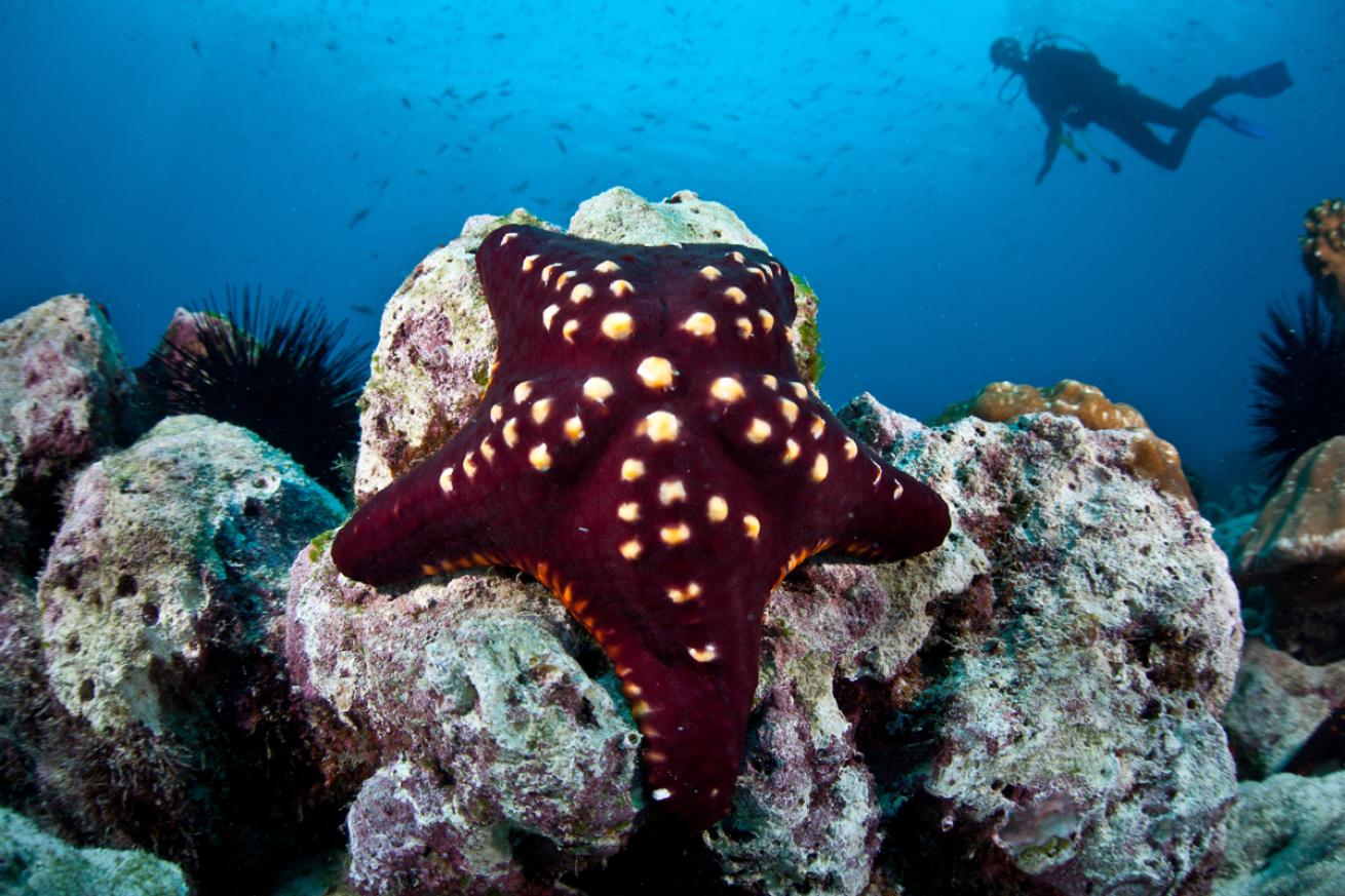 Seastar Costa Rica