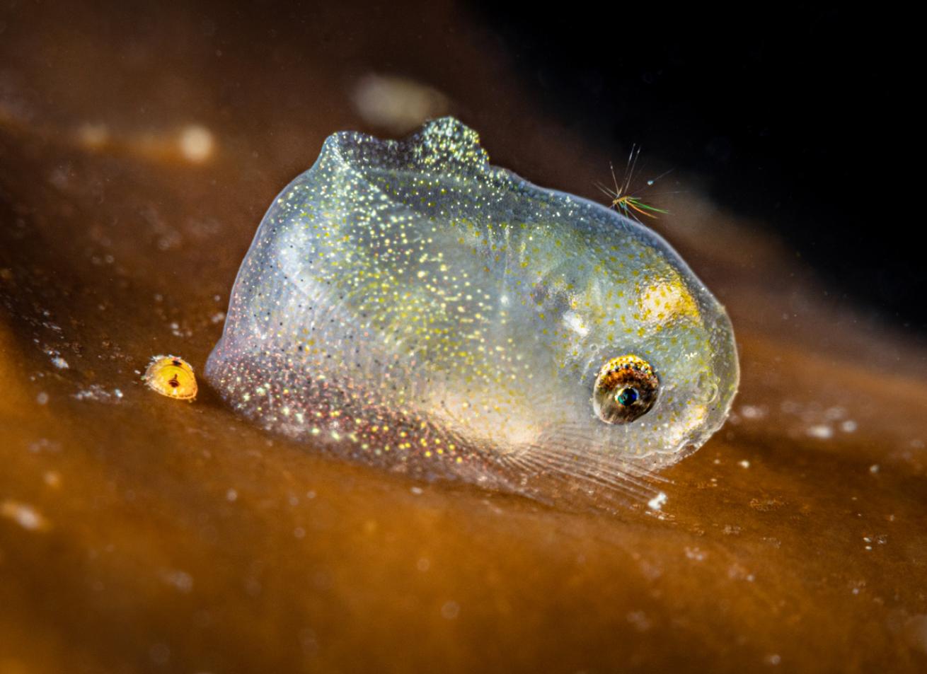 minuscule snailfish curls