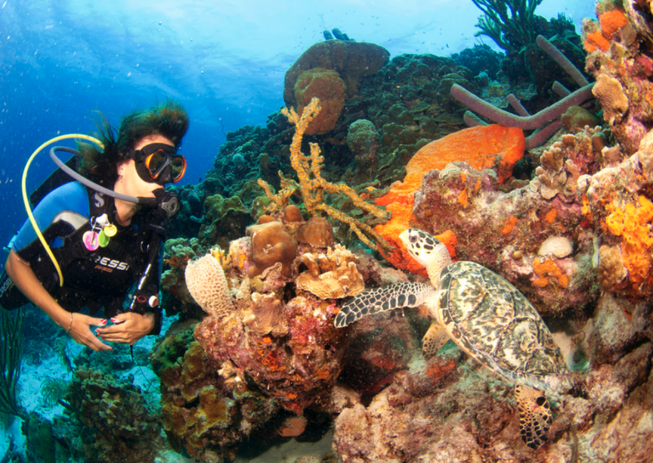 Scuba diving Bonaire