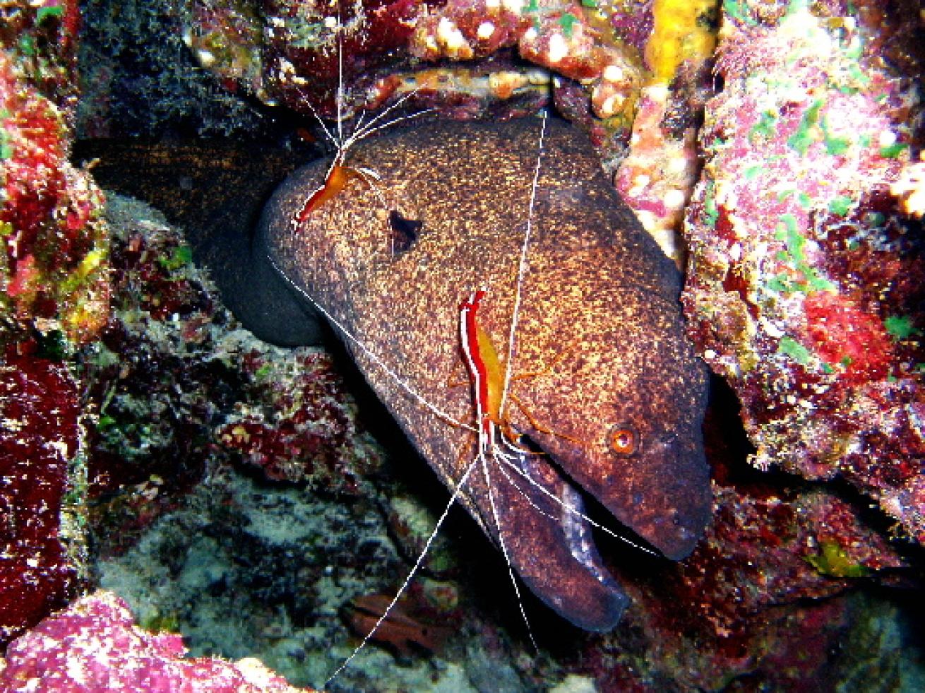 Scuba Diving