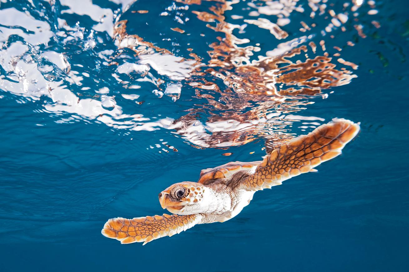 best beginner scuba dives in caribbean and atlantic