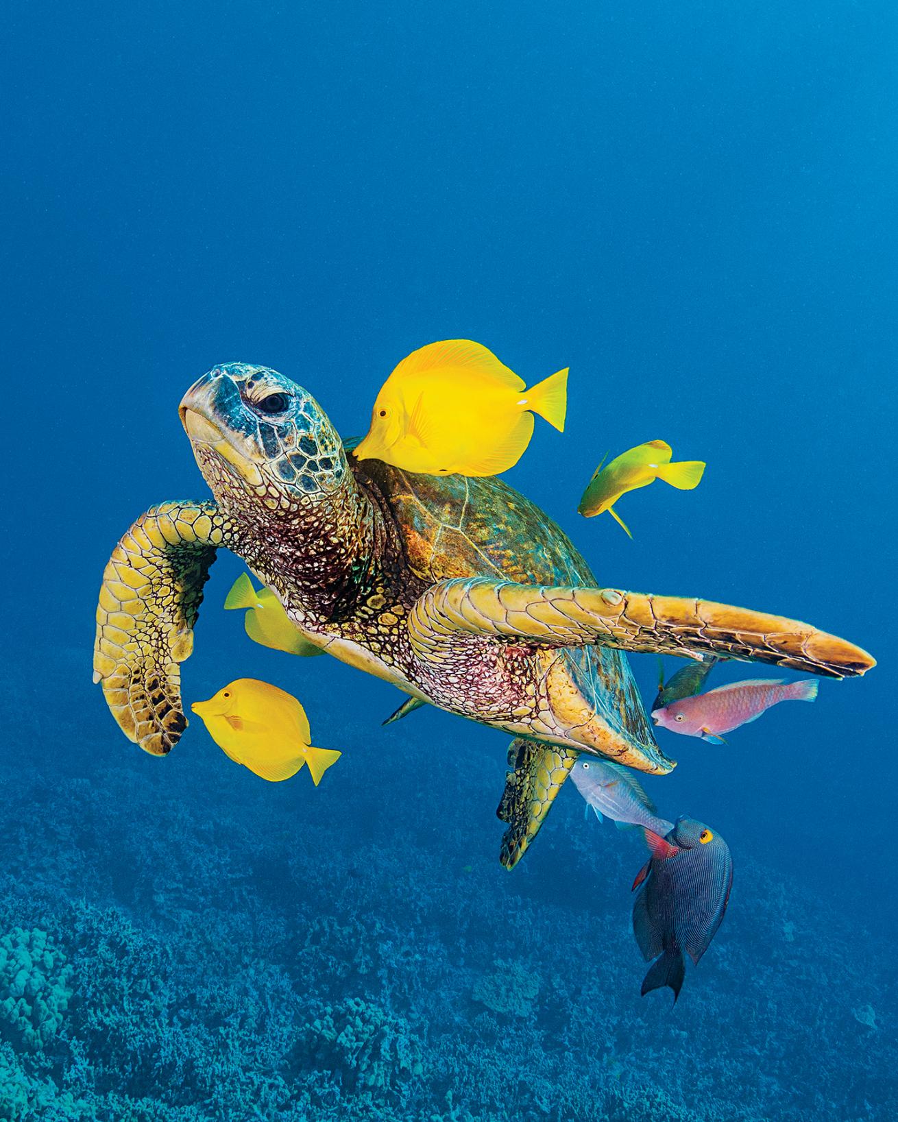 best scuba diving destinations