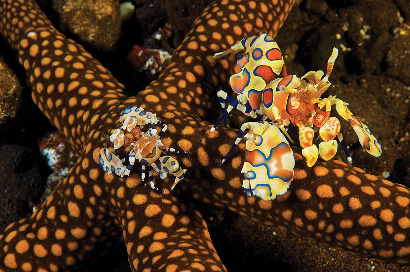 best shore diving pacific and atlantic oceans