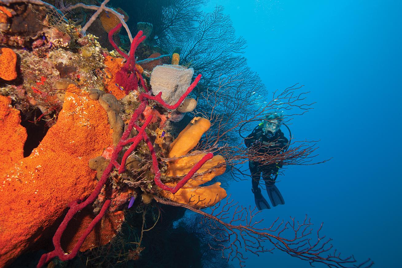 best destinations for wall diving