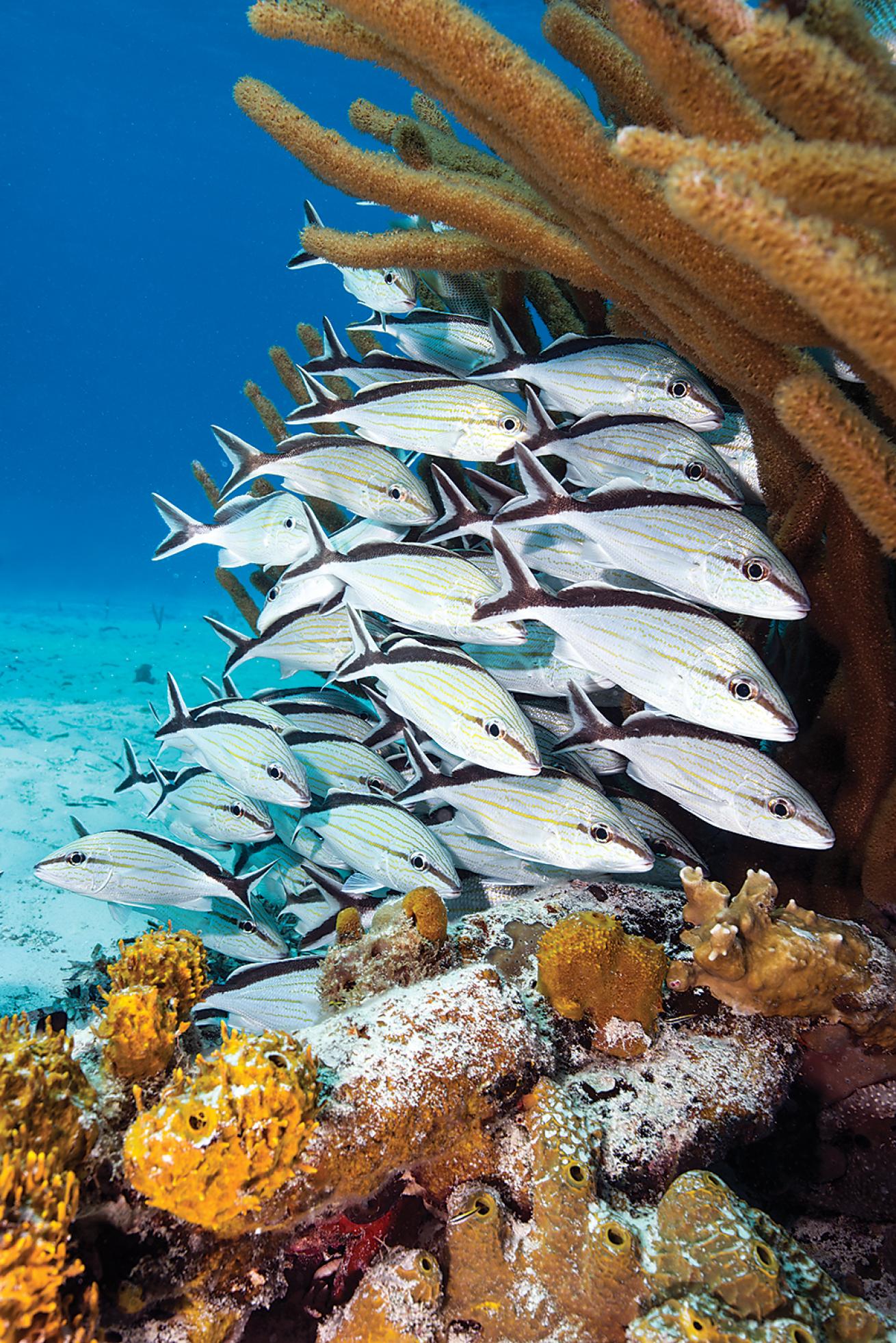 best scuba diving in the caribbean