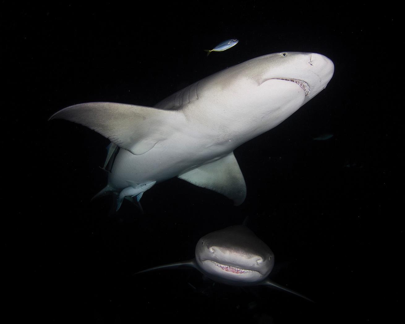 scuba diving in the bahamas