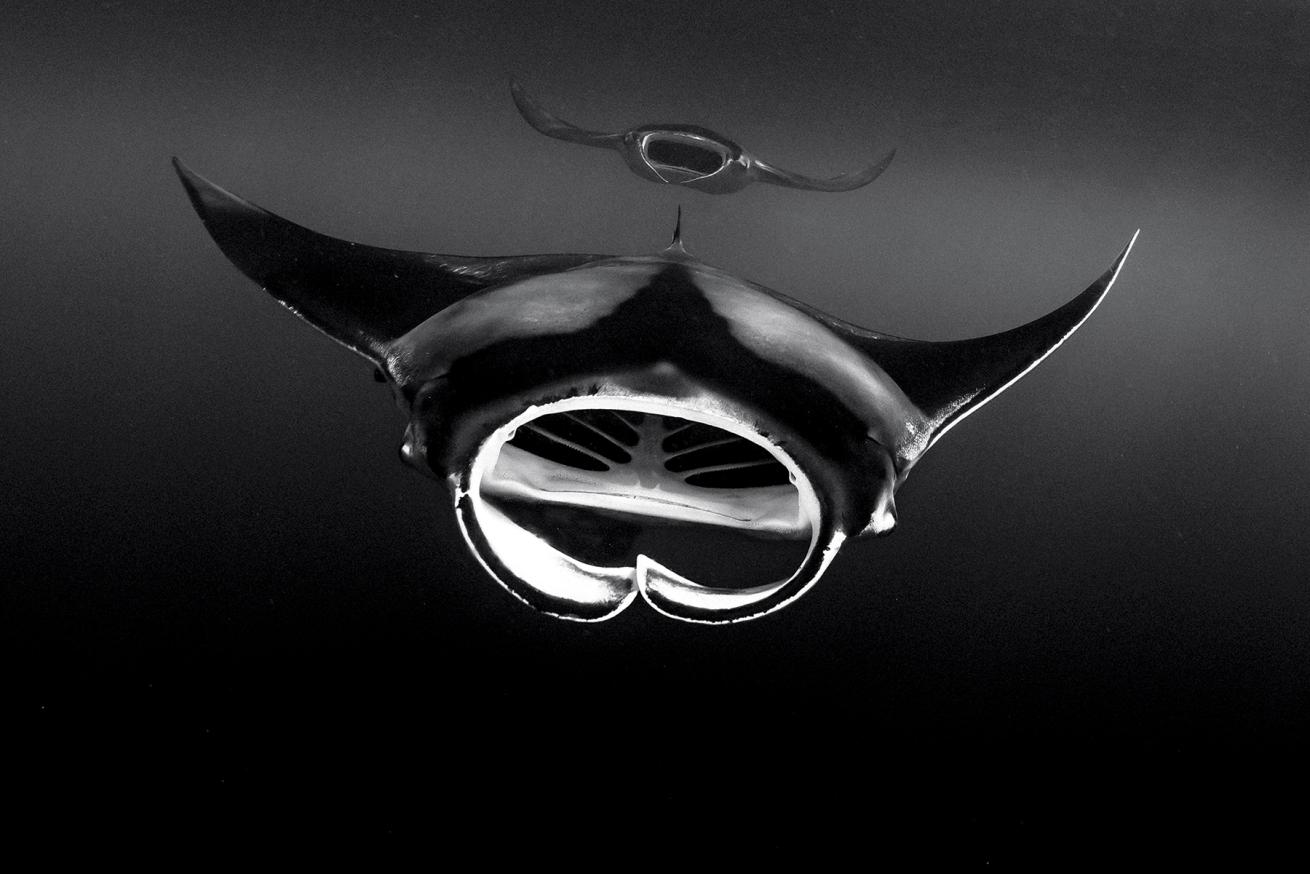 best scuba diving destinations for underwater photography