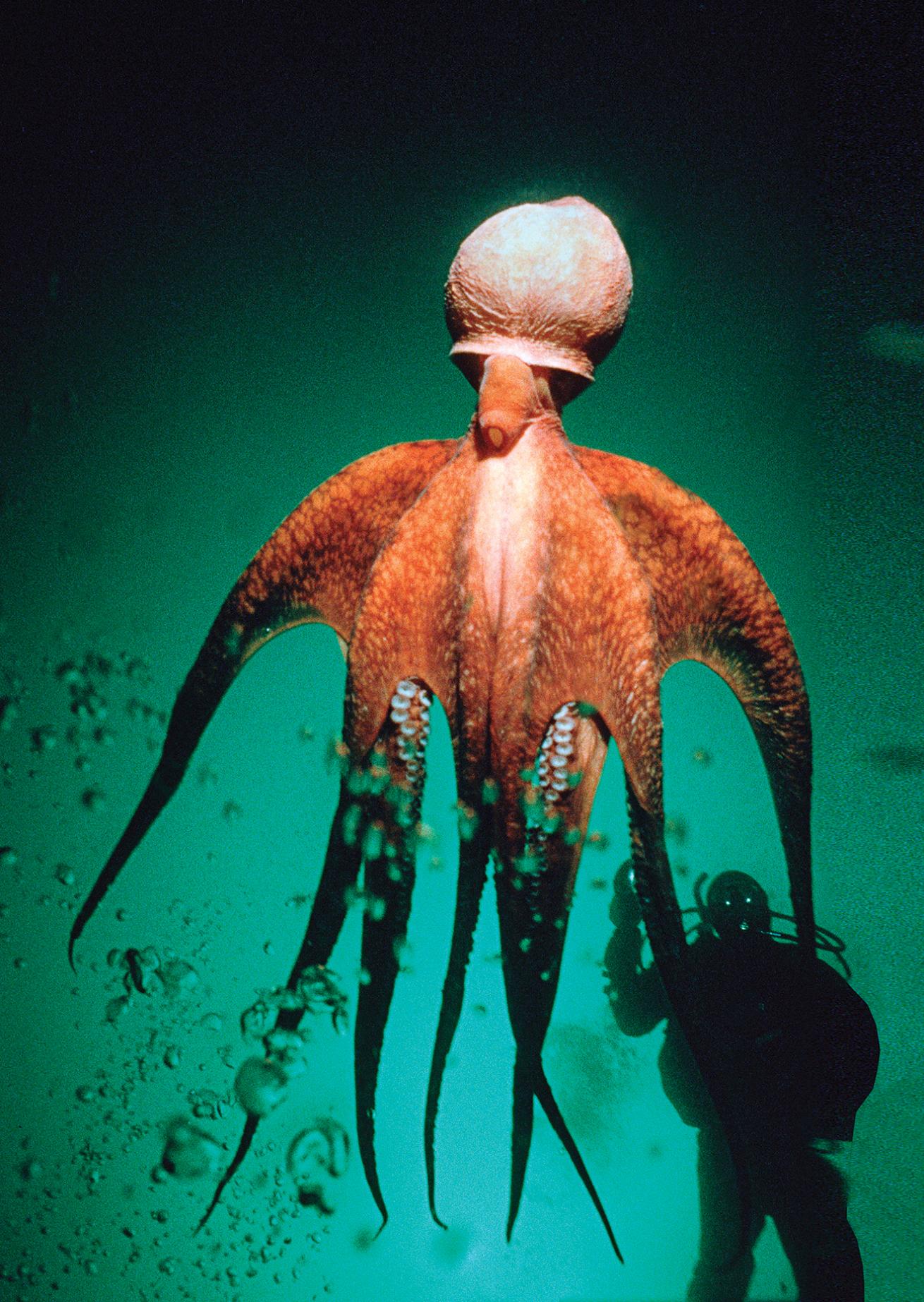 scuba diving in british columbia