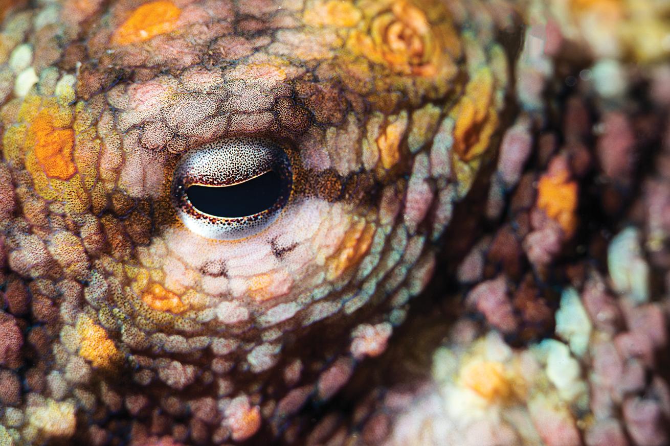 best scuba diving destinations for underwater photography