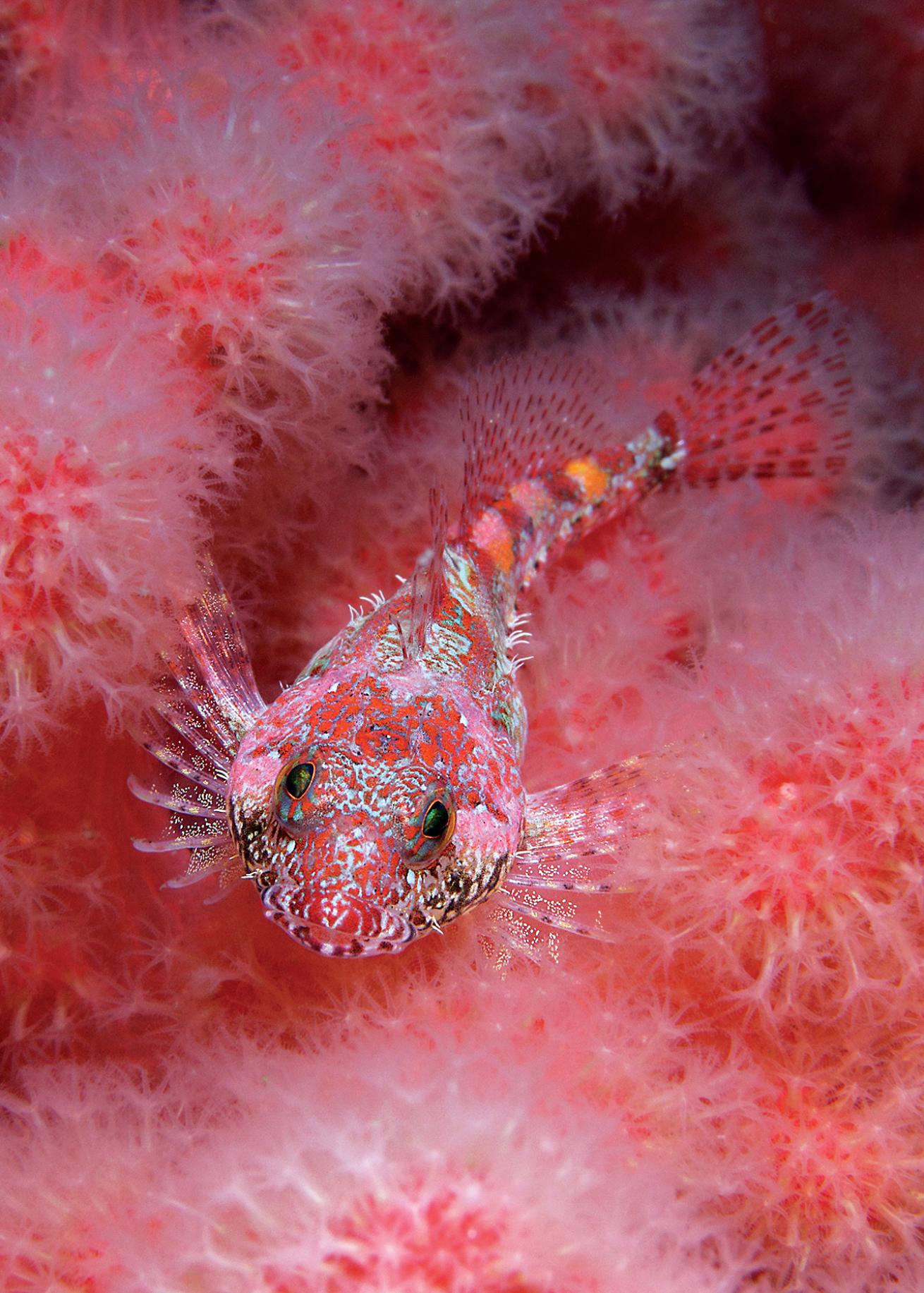 best scuba diving bahamas