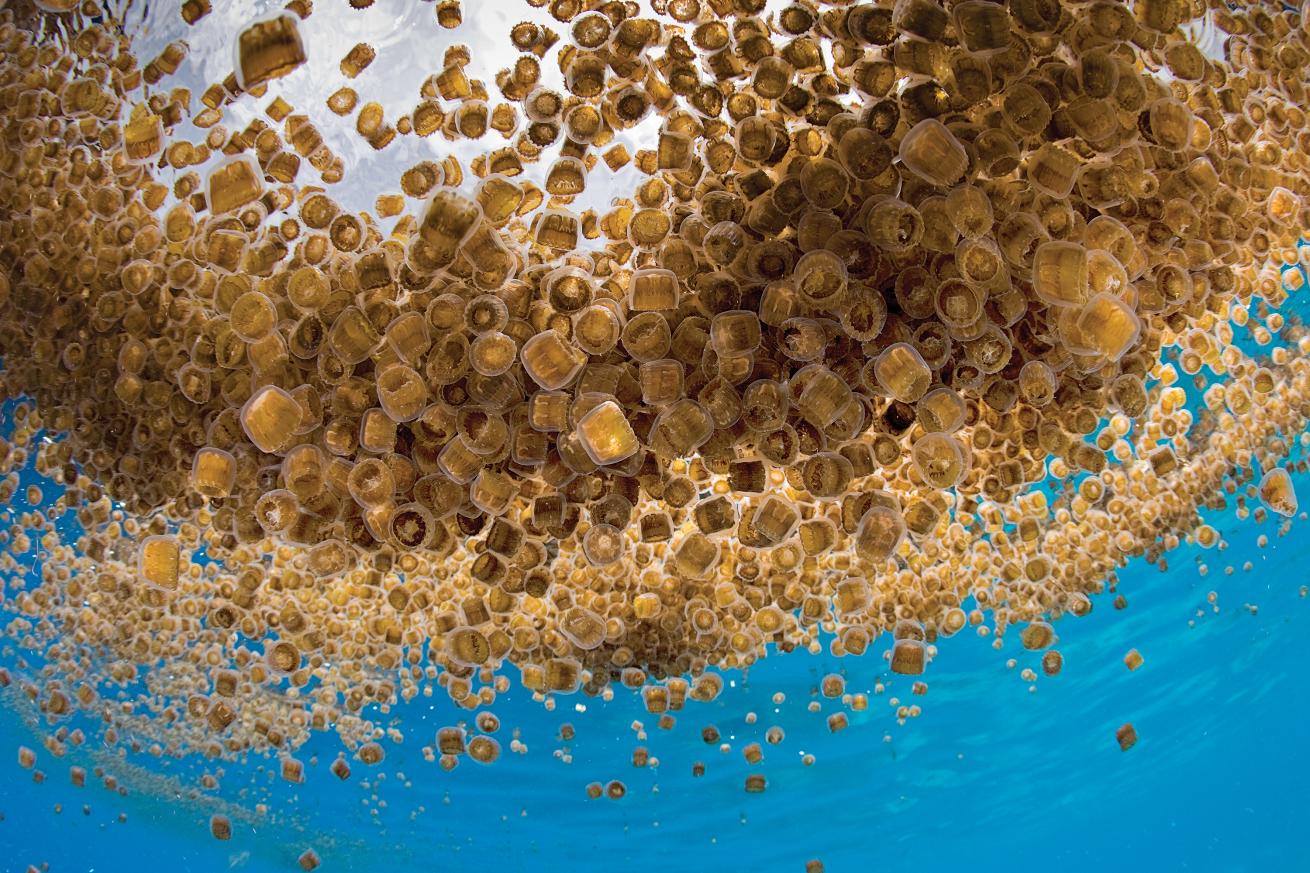 best scuba diving destinations for underwater photography