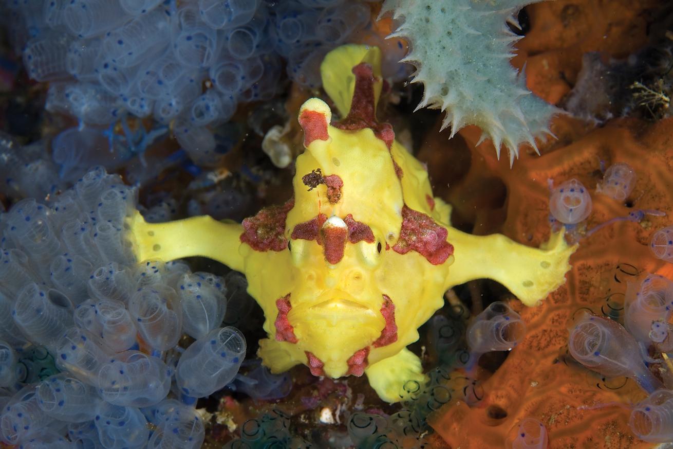 best scuba diving destinations for underwater photography