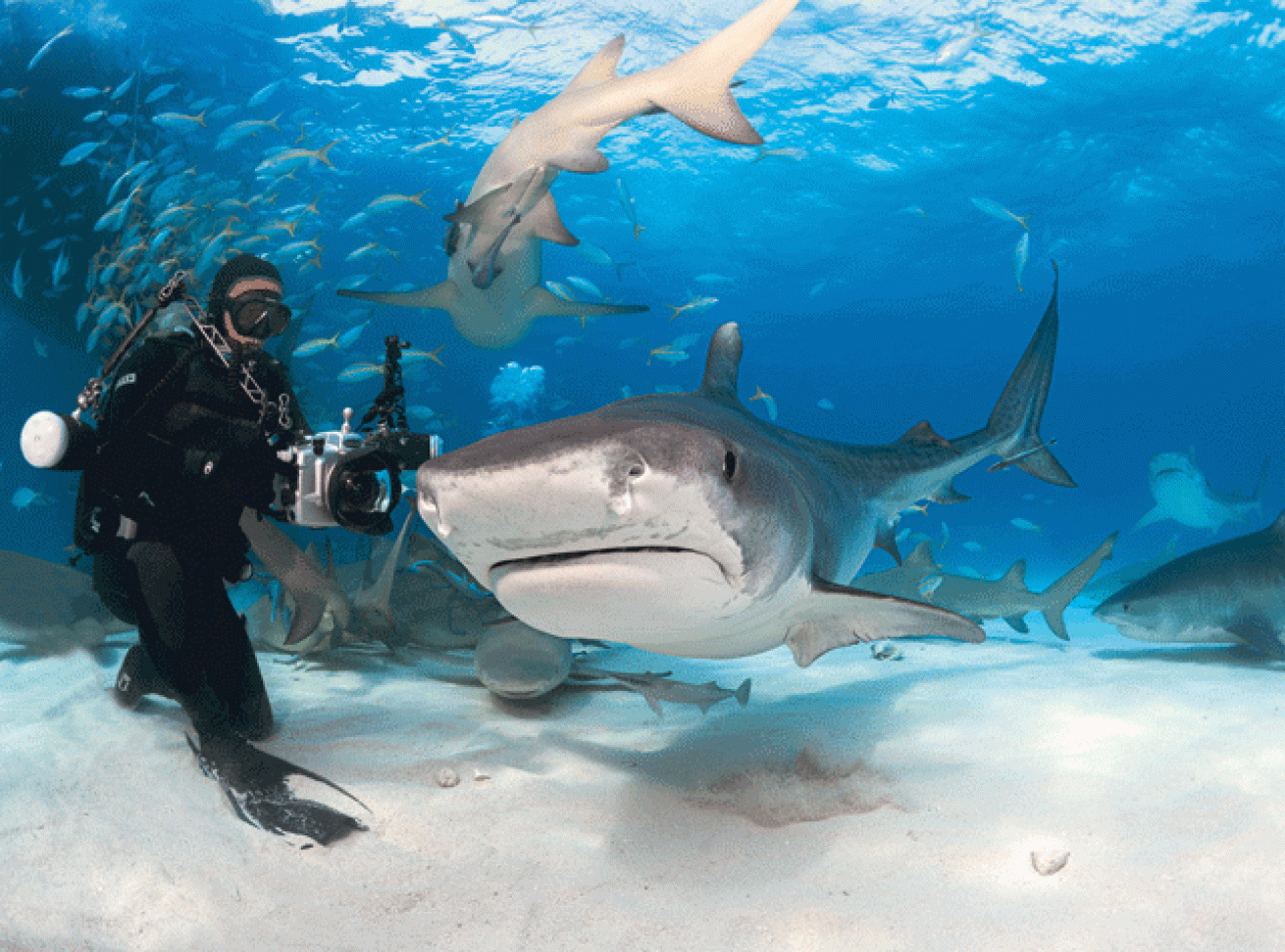 scuba diving grand bahama