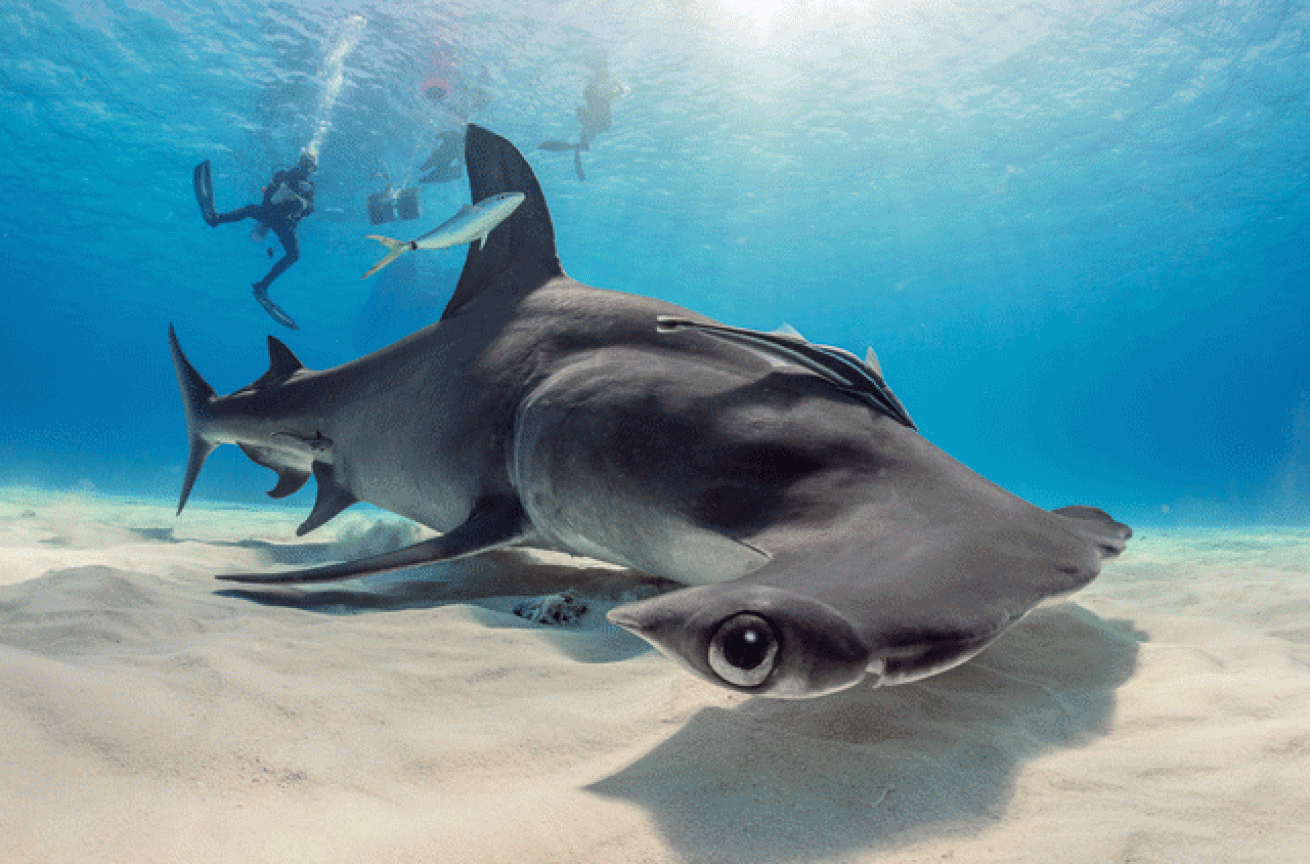 scuba diving with hammerhead sharks
