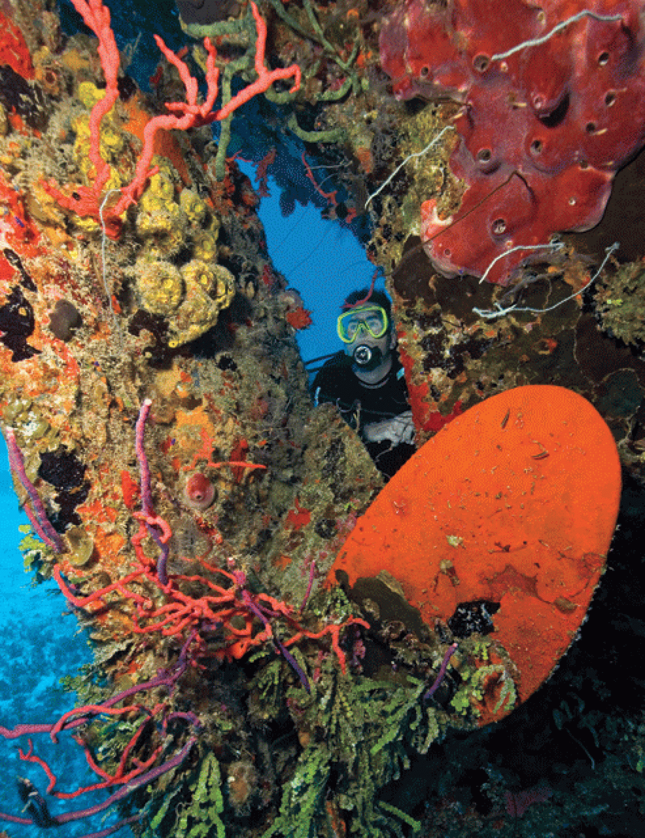 scuba diving long island