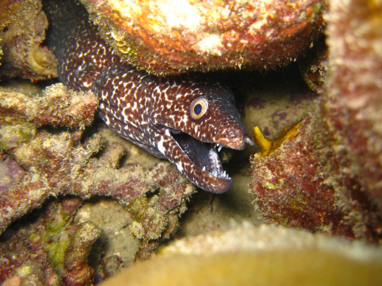 Moray Eel