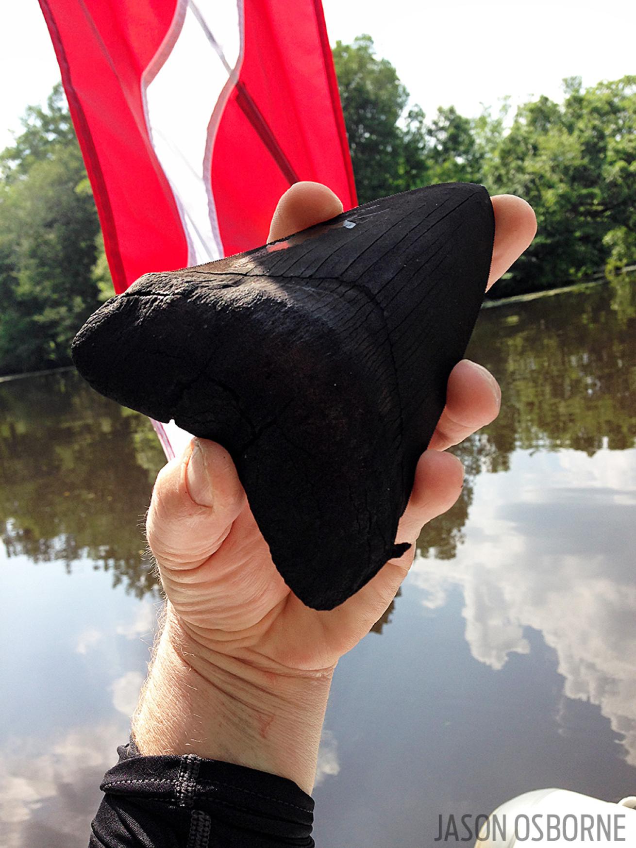 Fossilized whale tooth