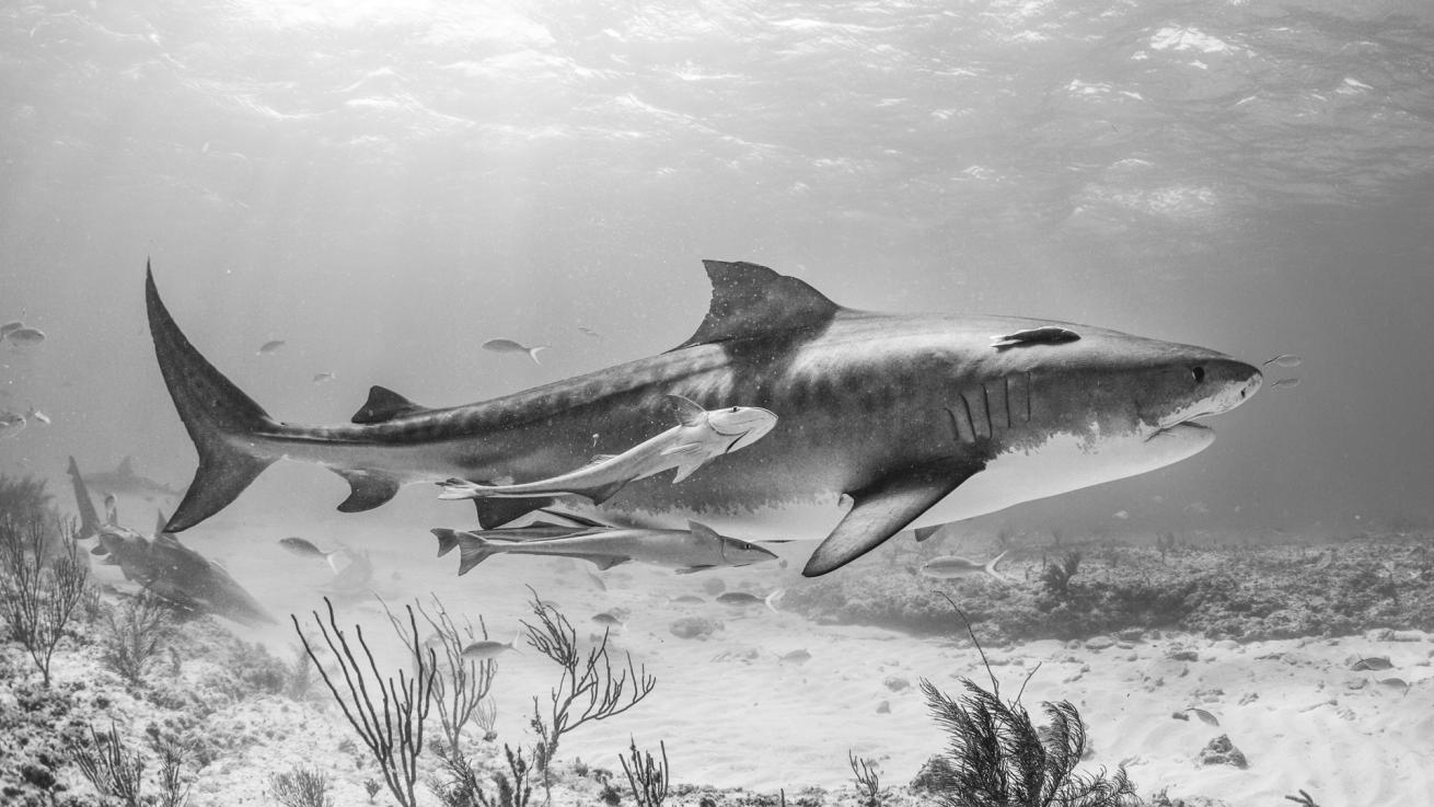 At up to 18 feet long, tiger sharks dominate sites like Fiji’s Beqa Island.