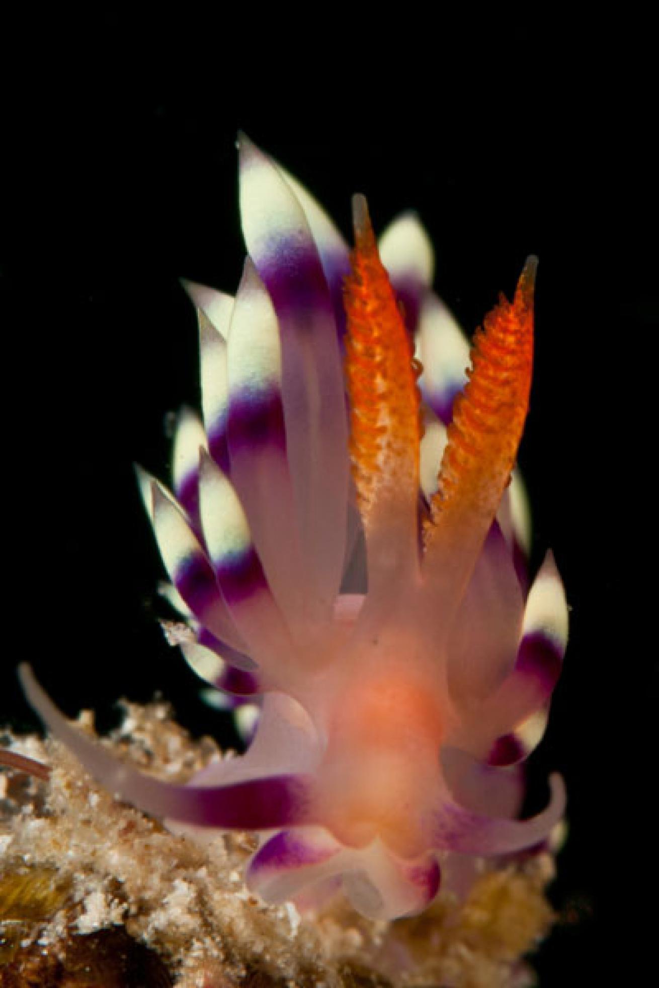 Flabellina Sea Slug