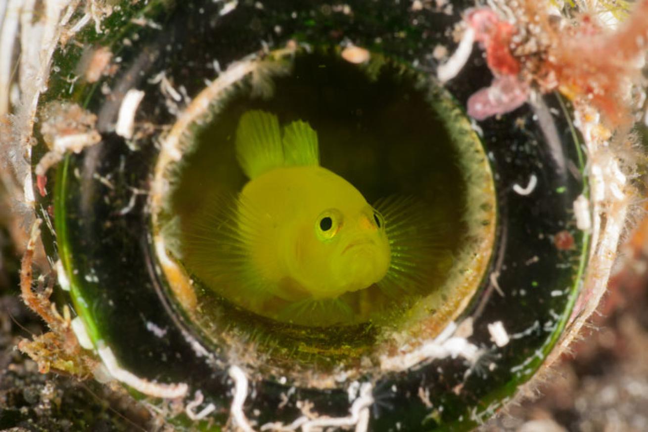 Yellow Goby in Green Bottle