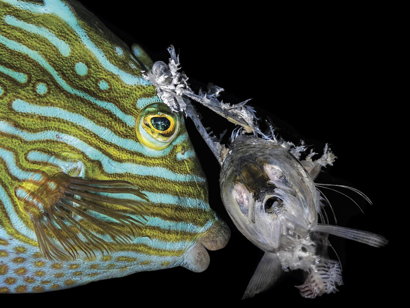 a cowfish is entangled in a hook with dead bait attached 