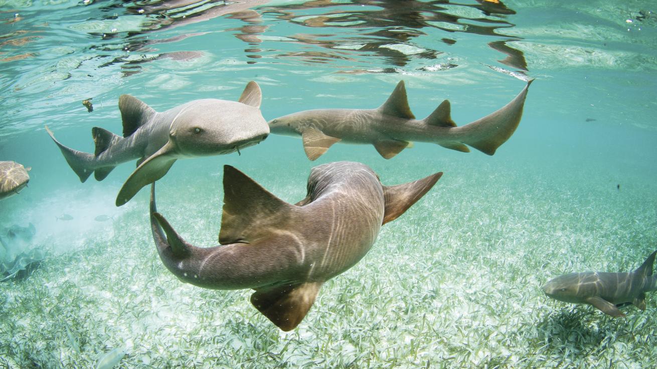 Nurse sharks at Shark Ray Alley, part of Belize’s 100,000-plusacre Hol Chan Marine 