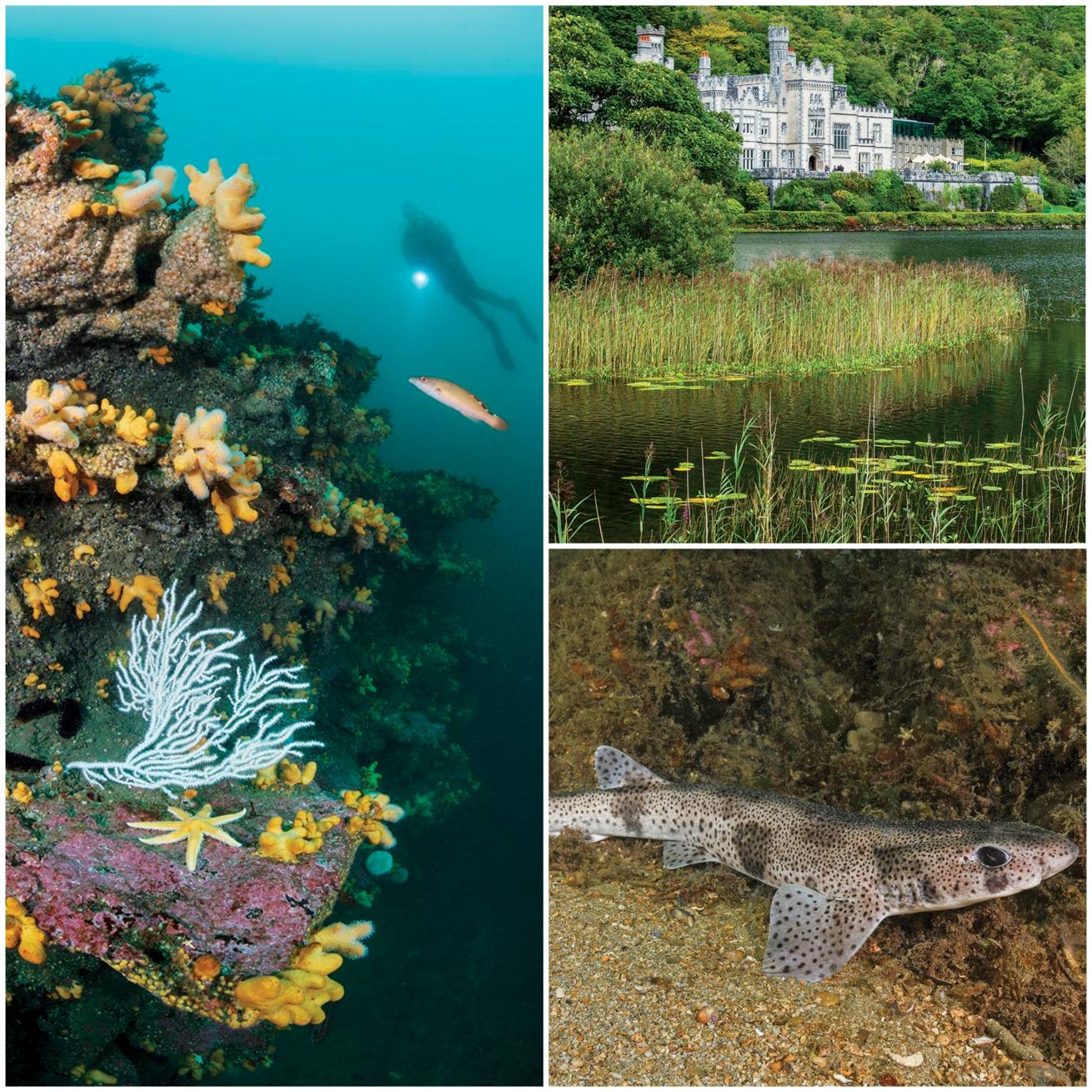 From top right: Connemara’s Kylemore Abbey, built as a castle in 1868 and founded as a place of worship in 1920; a small-spotted catshark rests on the bottom during the daytime, when the species is less active. Opposite: A cuckoo wrasse fins past a limestone reef adorned with gorgonians and soft corals known as dead man’s fingers.