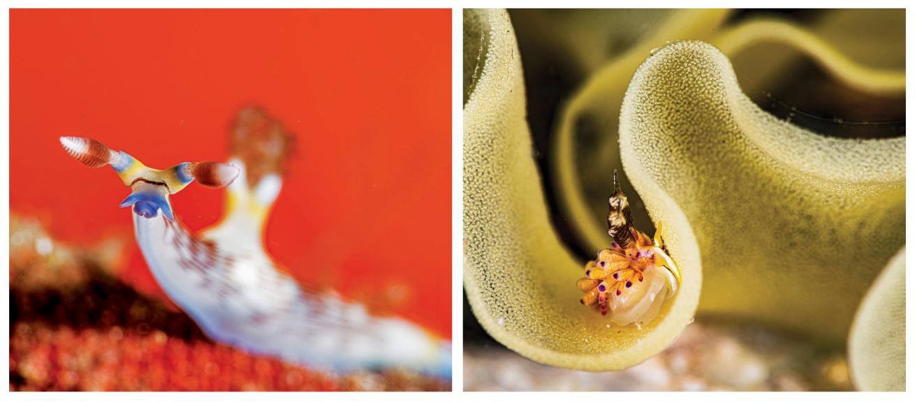 Left: Nembrotha lineolata in Anilao.; RIght: Favorinus mirabilis atop an egg ribbon.
