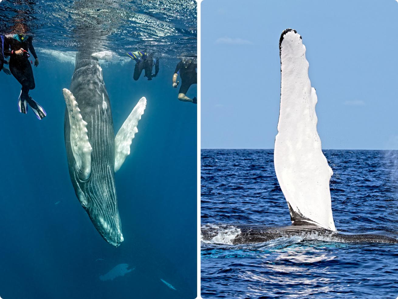 From left: Snorkelers watch the star of the show from a safe distance; a humpback slaps its pectoral fin against the water—a pec slap. A full-grown whale’s pectoral fin measures about 15 feet in length.