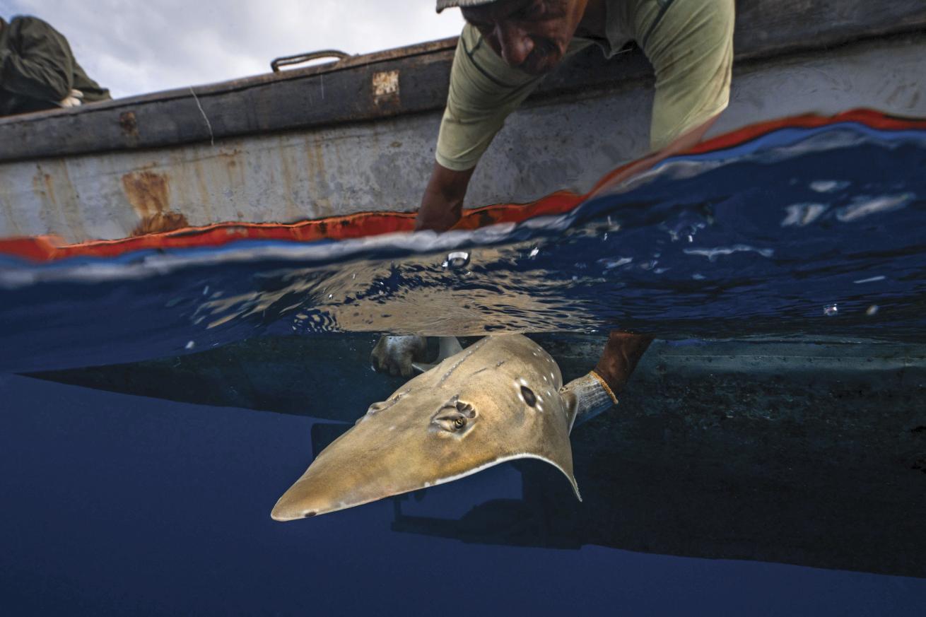 local fisherman releases an endangered wedgefish back to the ocean