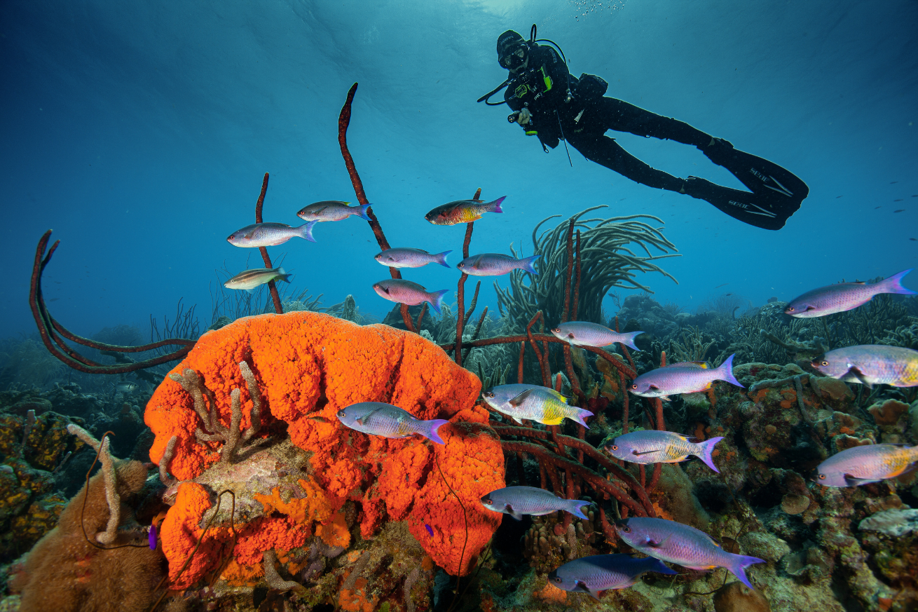 Wreck underwater