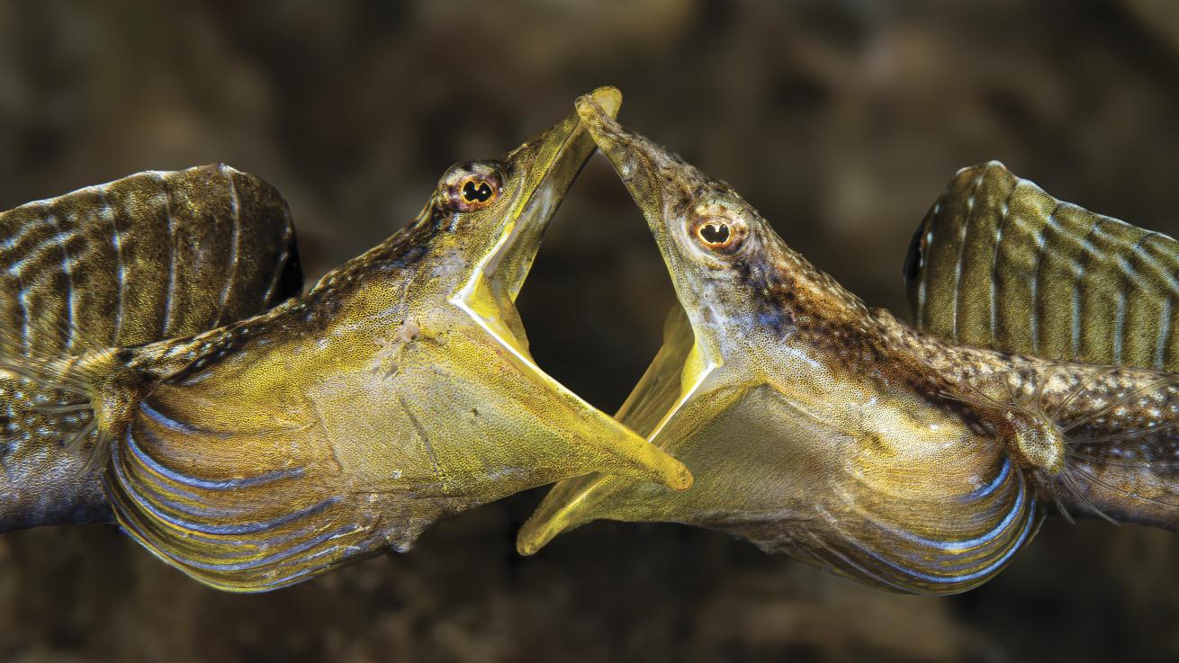 two fighting bluethroat pike blennies at Blue Heron Bridge dive site in Florida