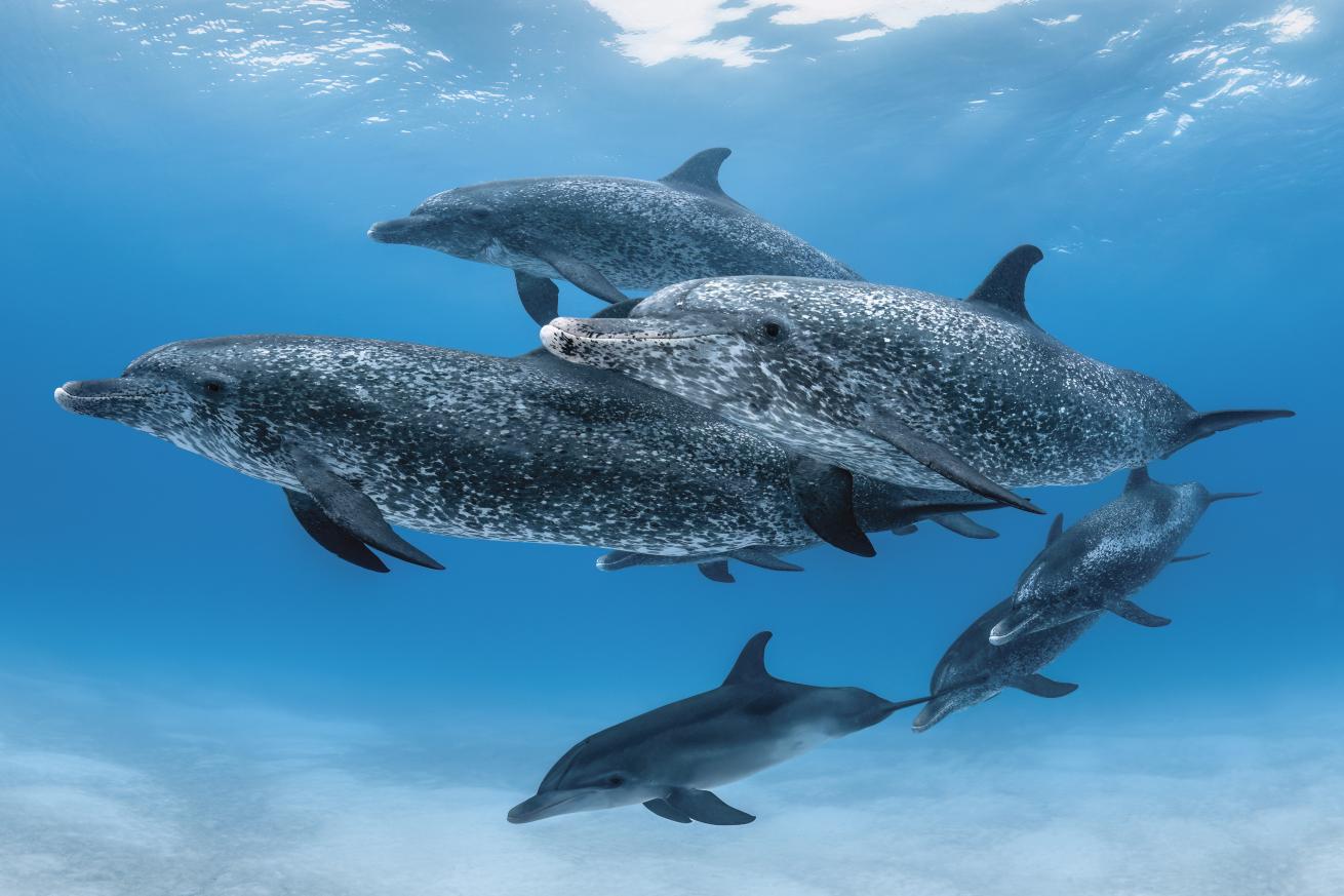 a pod of atlantic spotted dolphins in Bimini Bahamas